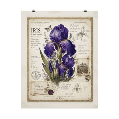Purple Iris Botanical Illustration Poster | Vintage Floral Wall Art Print on Watercolor Paper