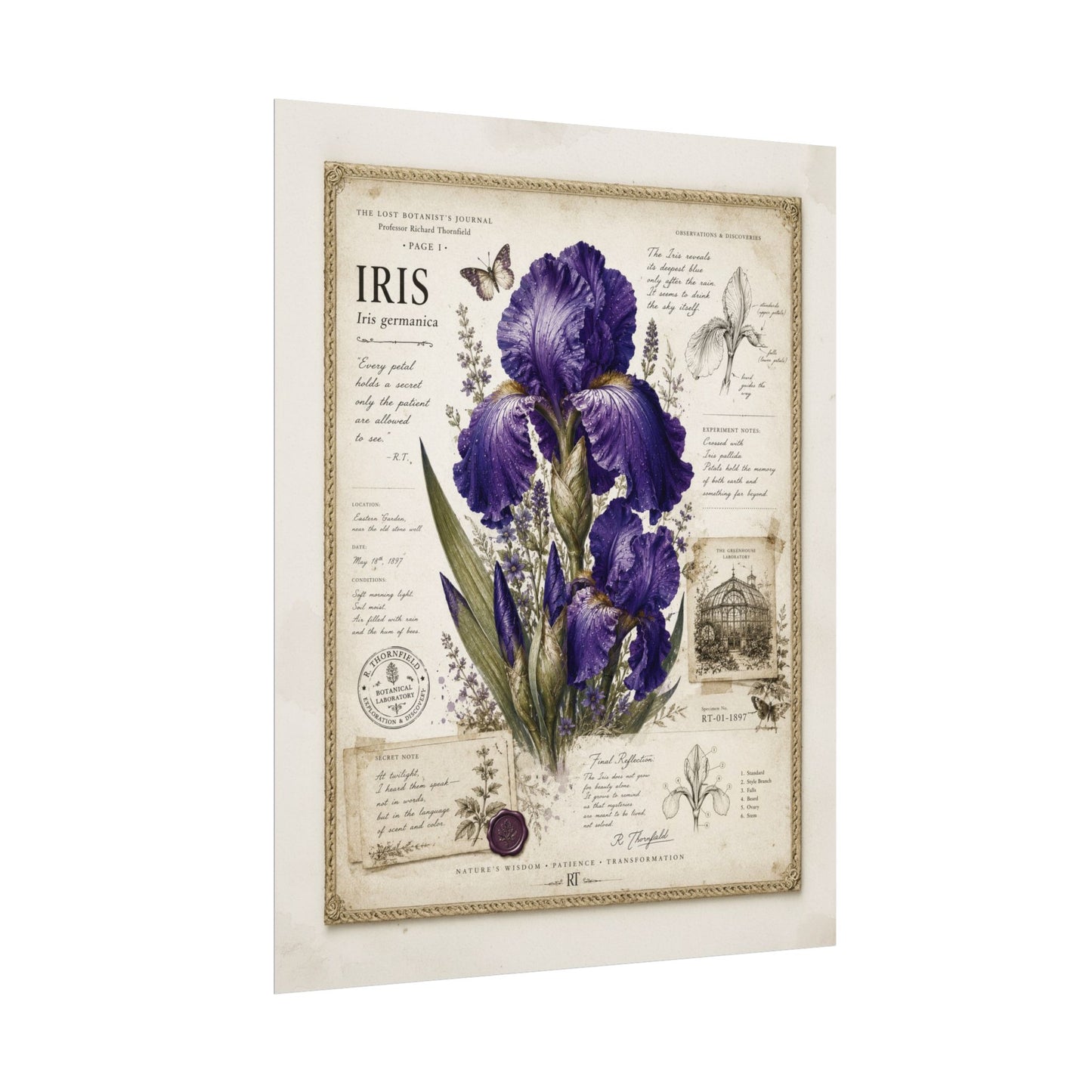 Purple Iris Botanical Illustration Poster | Vintage Floral Wall Art Print on Watercolor Paper