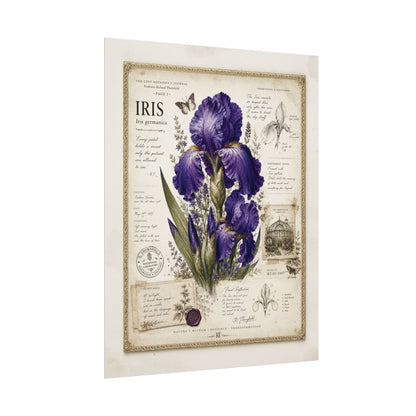 Purple Iris Botanical Illustration Poster | Vintage Floral Wall Art Print on Watercolor Paper
